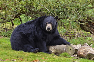 black bear sitting near tree logs HD wallpaper