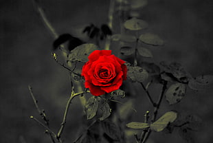 red rose, nature