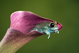 photography of blue frog on purple flower