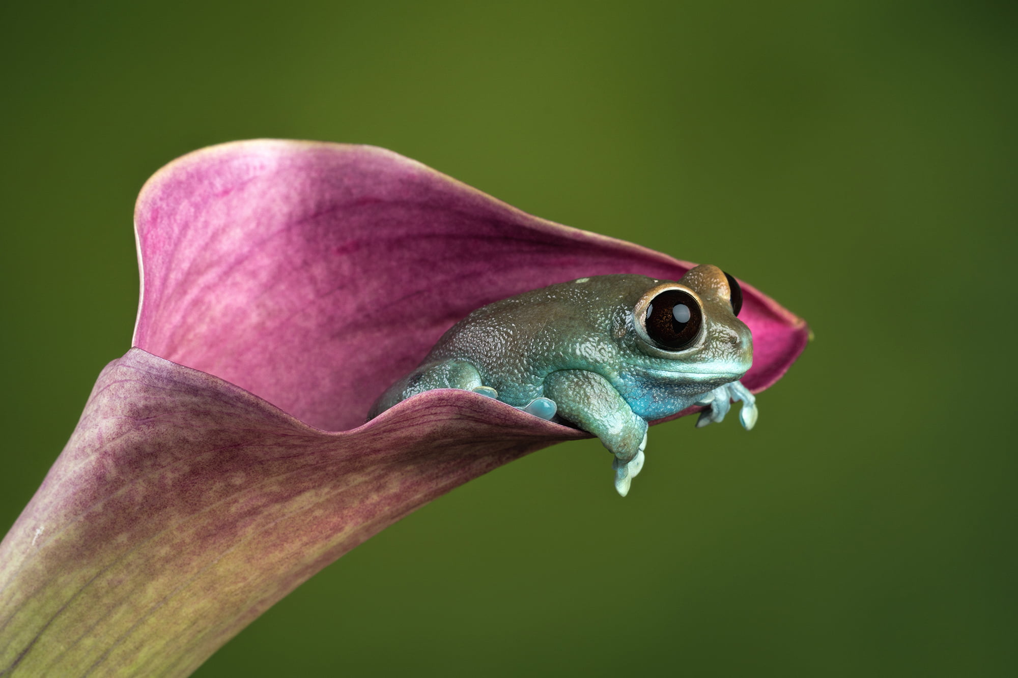 purple tree frog