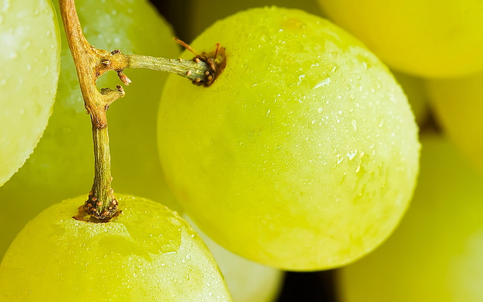 close-up photo of green grapes HD wallpaper