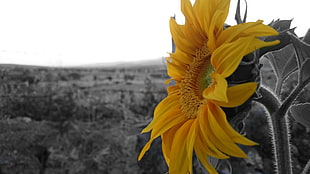 yellow sunflower, sunflowers, yellow, Sun, flowers