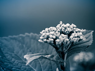 greyscale photography of flower plant