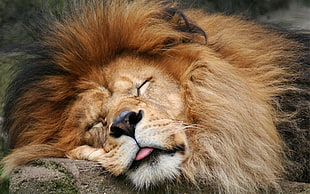 sleeping adult male lion