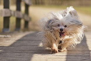long-coated small dog running on wooden bridge at daytime