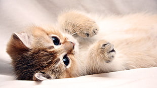 short-fur white and gray kitten, cat, animals, kittens HD wallpaper