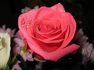 pink Rose flower HD wallpaper