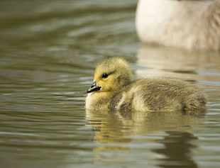 brown and yellow duck in swimming in lake, gosling, canada