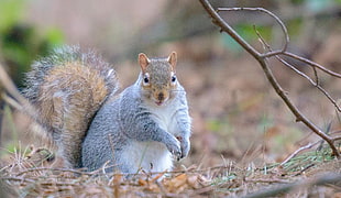 gray squirrel HD wallpaper