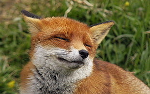 sleeping fox HD wallpaper