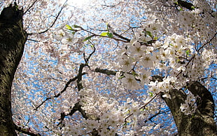 Flower,  Tree,  Apple,  Spring