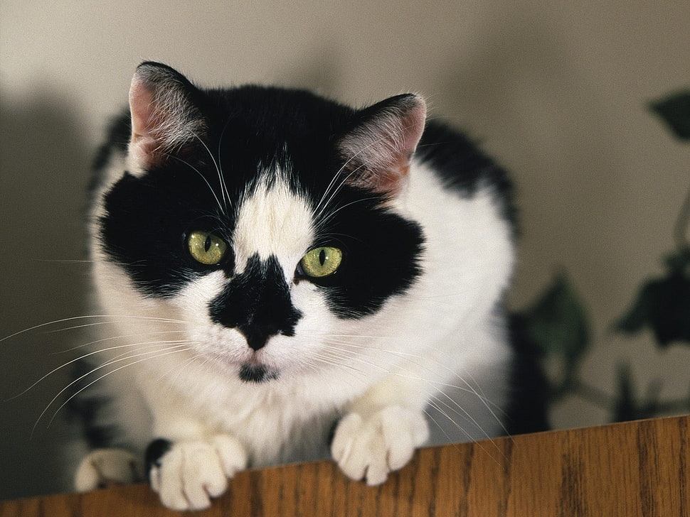 white and black cat HD wallpaper