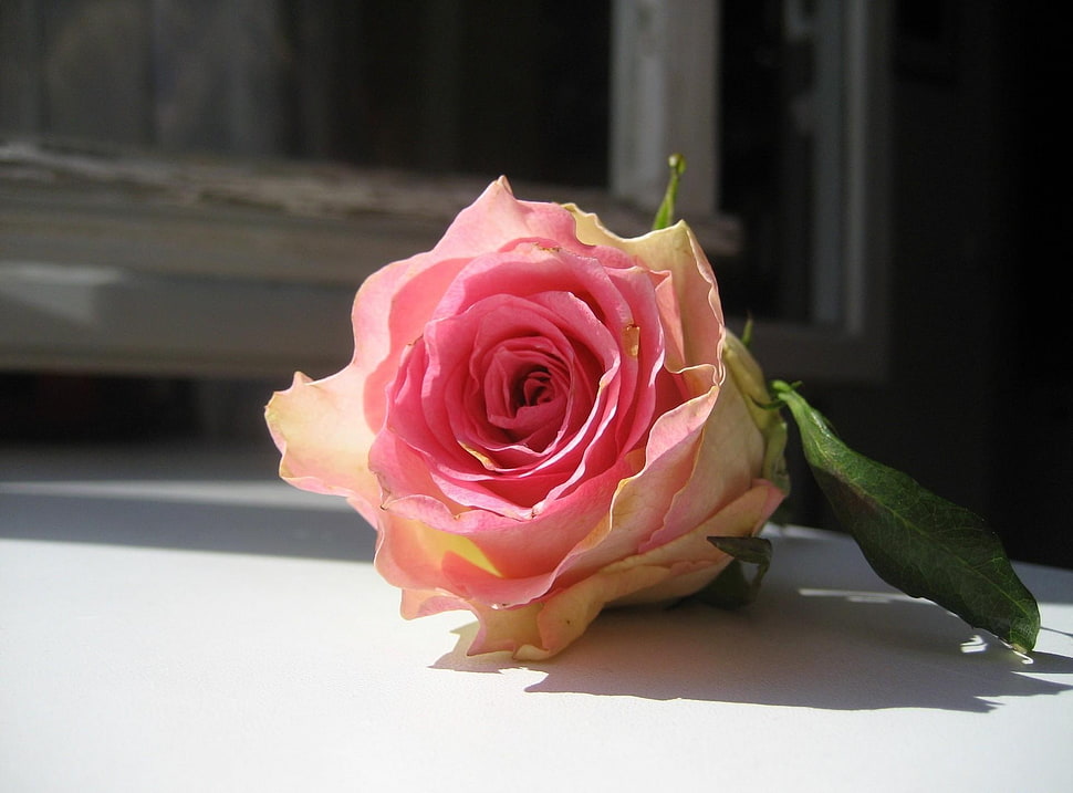 selective focus photography of pink rose facing sunlight HD wallpaper