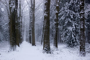 forest tree, nature, landscape, winter, forest