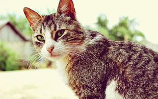 still life photo of brown tabby cat