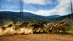 selective focus photography of pack of running horse HD wallpaper