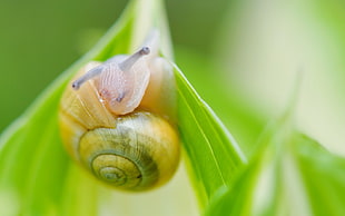 yellow and green Snail on green leaf