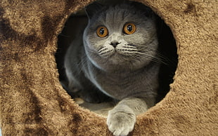 short-fur gray cat inside brown cat condo
