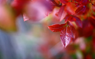 tilt-shift photo of red leaf