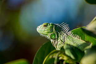 green chameleon on tree HD wallpaper