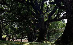 silhouette photo of trees