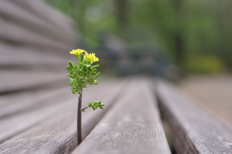 yellow flowers with green leaves HD wallpaper