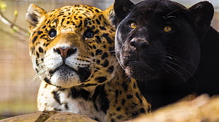 black panther, animals, big cats, jaguars, panthers
