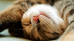 orange cat, cat, closeup, animals, sleeping