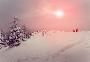landscape, snow, trees, nature HD wallpaper