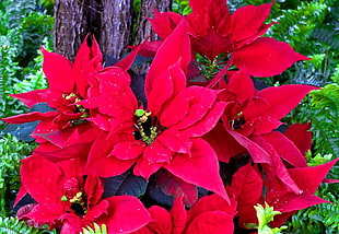 red poinsettia flower arrangement HD wallpaper