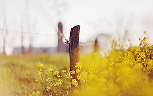 yellow Rapeseed flower field