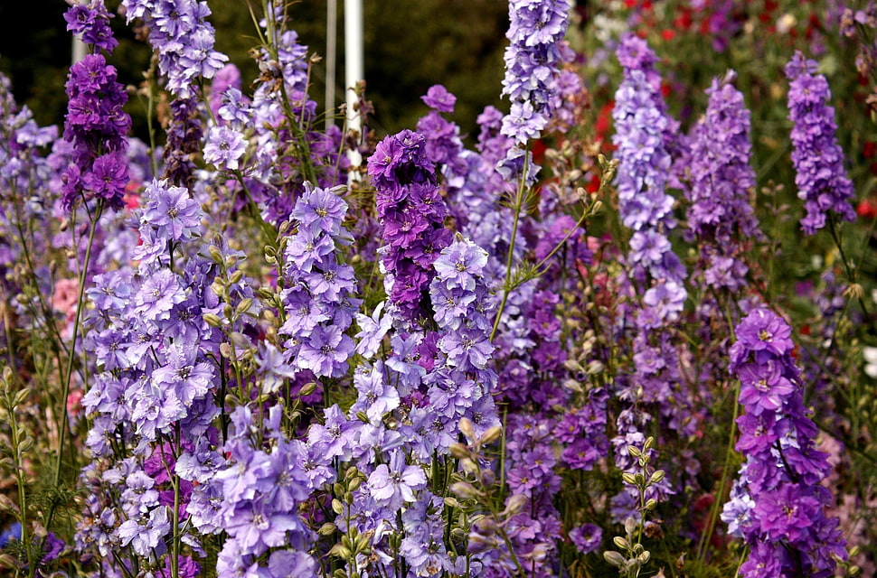purple Delphinium flowers HD wallpaper