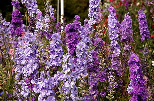 purple Delphinium flowers HD wallpaper