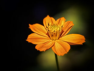 closed up photography of orange petal flower HD wallpaper