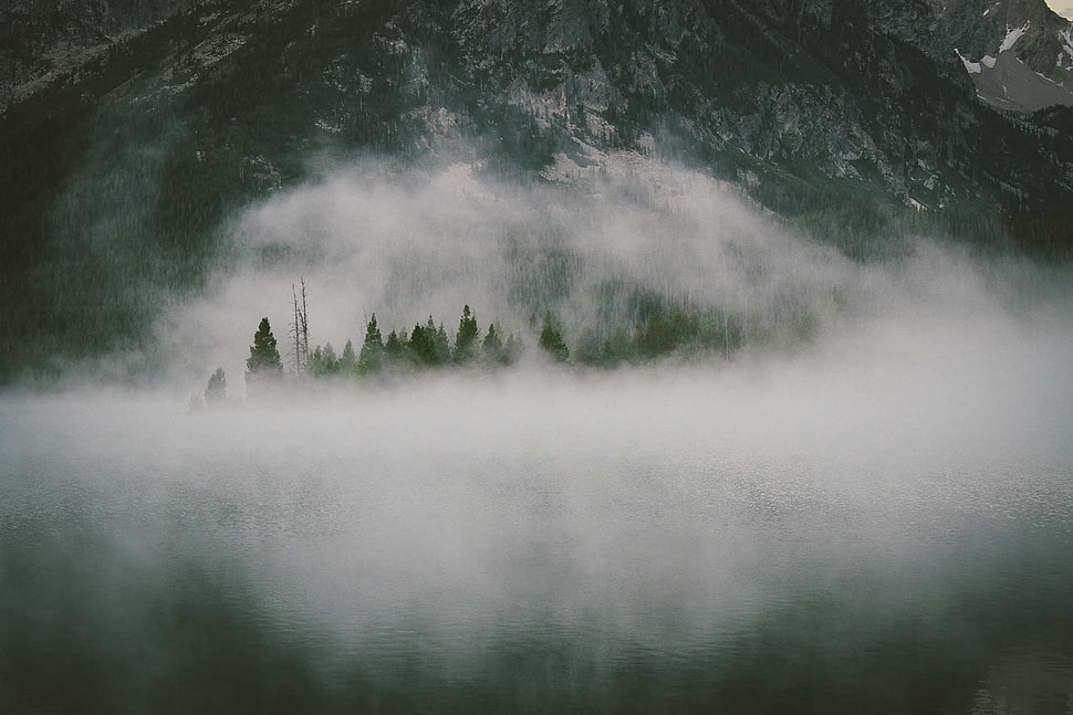 green trees covered by fog, mist HD wallpaper