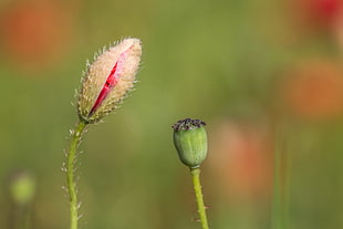 depth of field photography of pink flower bud