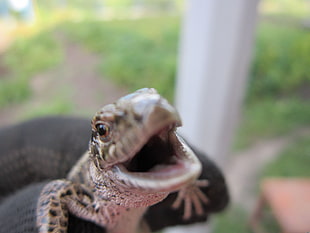 close-up photo of gray lizard