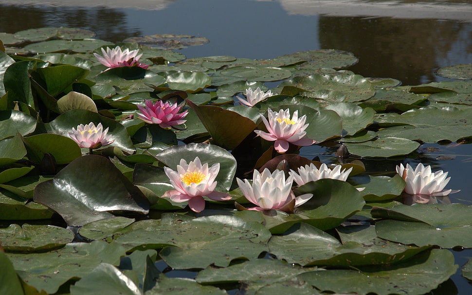 closeup photo of Water Lily flowers HD wallpaper