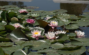 closeup photo of Water Lily flowers