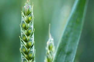 close up photo of green plant HD wallpaper