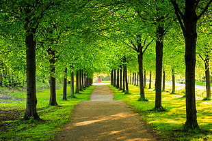 aisle of green trees