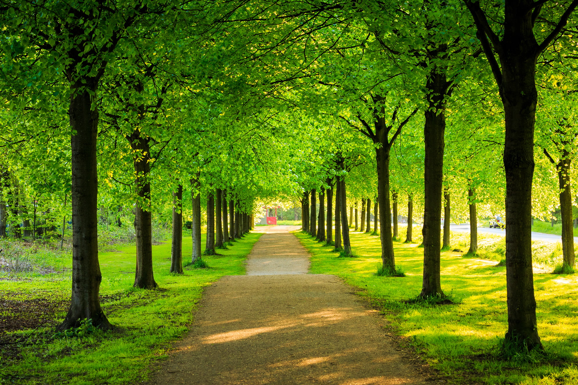 Aisle Of Green Trees Hd Wallpaper Wallpaper Flare