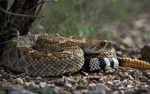 still life photo of brown and black snake