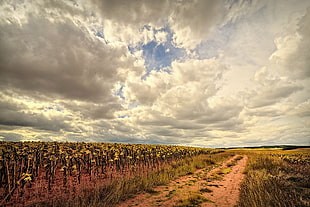 landscape photo of farm HD wallpaper