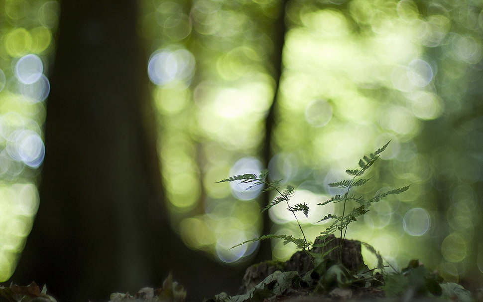 green plant, macro, nature, forest, bokeh HD wallpaper