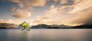 photo of tree surrounded by water during daylight
