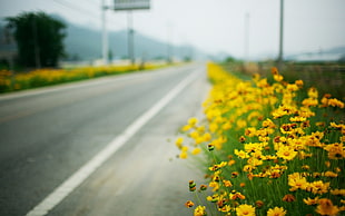 green and yellow floral textile, landscape, flowers, road, depth of field