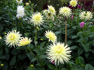 white and yellow flower lot