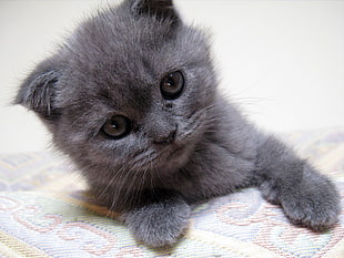 blue Persian kitten HD wallpaper