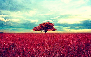 red grass, trees, red, sky, horizon